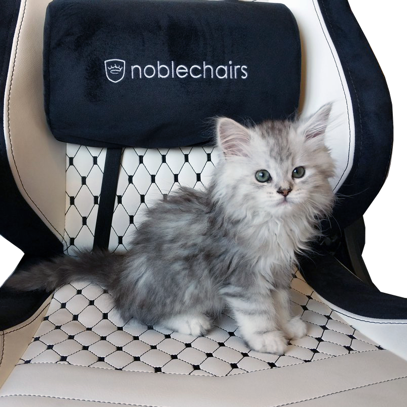 noblechairs kitten